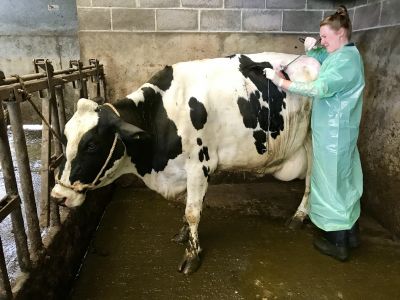 Left Displaced Abomasum in a Dairy Cow 